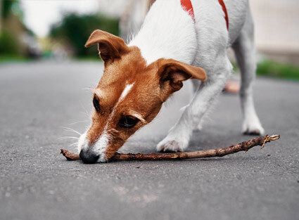 servizi-vaccinazioni-ambulatorio-veterinario-povegliano