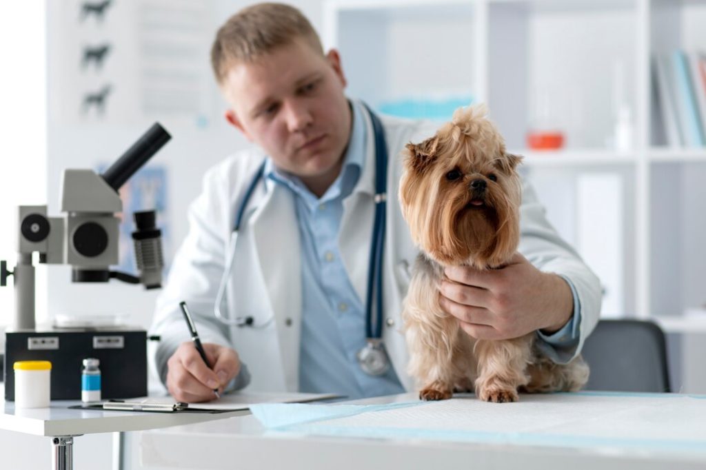 certificazioni-animali-ambulatorio-veterinario-povegliano-pasetti